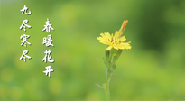 【九九養(yǎng)生】三月四日“九九日”，寒冬已過。春天養(yǎng)好身，全年不怕??！